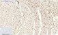 Stat3 Polyclonal Antibody